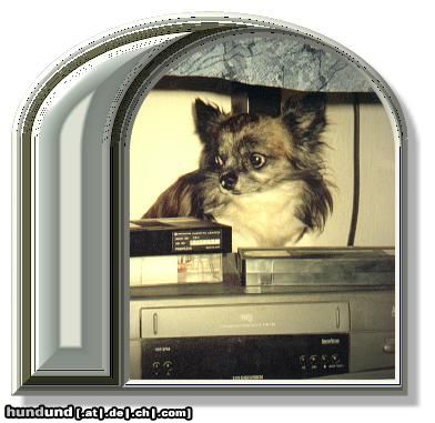 Chihuahua langhaariger Schlag Hunde Foto 13264 Chihuahua langhaariger Schlag ein gestromter Chi