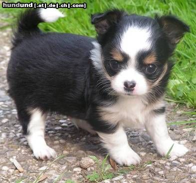 Chihuahua langhaariger Schlag Hunde Foto 25295 in höherer Auflösung ansehen Chihuahua langhaariger Schlag Armani von den Bartenwetzern