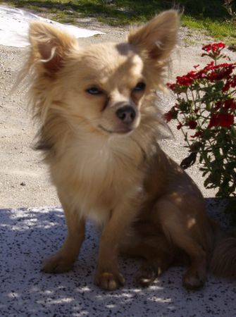 Chihuahua langhaariger Schlag Armani, 1,5 Jahre