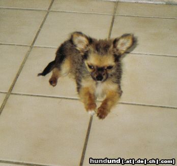 Chihuahua langhaariger Schlag Hunde Foto 17391 in höherer Auflösung ansehen Chihuahua langhaariger Schlag Das ist mein kleiner süßer Aron.(16 Wochen)
