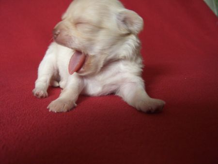 Chihuahua langhaariger Schlag Hunde Foto 40503 Chihuahua langhaariger Schlag **müüüde**