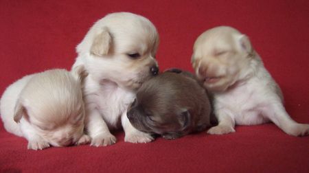 Chihuahua langhaariger Schlag jack ist papa