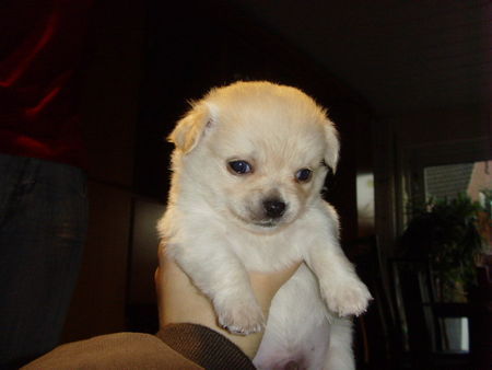 Chihuahua langhaariger Schlag Hunde Foto 40666 Chihuahua langhaariger Schlag das ist unser kleiner balu
