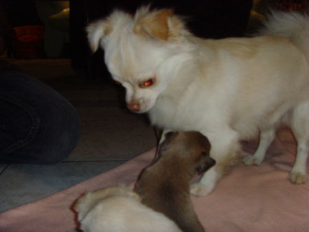 Chihuahua langhaariger Schlag Hunde Foto 40665 Chihuahua langhaariger Schlag jack und seine babys