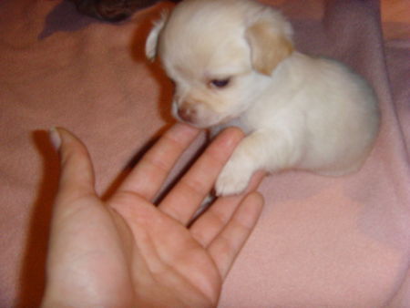 Chihuahua langhaariger Schlag Hunde Foto 40663 Chihuahua langhaariger Schlag gib pfötchen