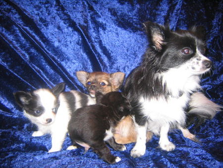 Chihuahua langhaariger Schlag Hunde Foto 31052 Chihuahua langhaariger Schlag