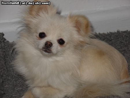 Chihuahua langhaariger Schlag Hunde Foto 18197 Chihuahua langhaariger Schlag Prinzessin---Flocky