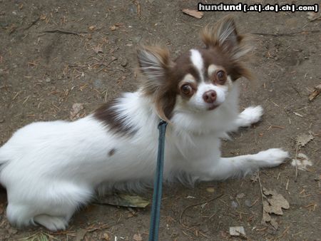 Chihuahua langhaariger Schlag Hunde Foto 11173 Chihuahua langhaariger Schlag Unser kleiner Haudegen Trolli.