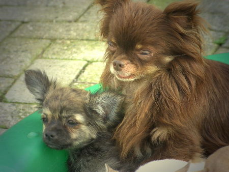 Chihuahua langhaariger Schlag Hunde Foto 34114 in höherer Auflösung ansehen Chihuahua langhaariger Schlag seltene Farbschönheiten-schaut unter;