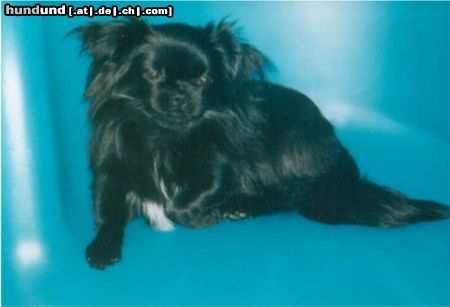 Chihuahua langhaariger Schlag Chihuahua-Pekinese Dame Jacky