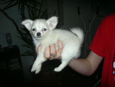 Chihuahua langhaariger Schlag Hunde Foto 28095 Chihuahua langhaariger Schlag süsse Welpen zu verkaufen