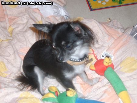 Chihuahua langhaariger Schlag Hunde Foto 7204 Chihuahua langhaariger Schlag Unsere Chihuahua Dame Tiffy