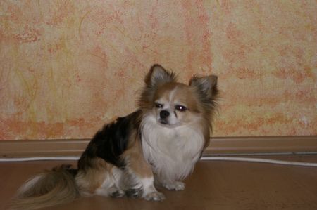 Chihuahua langhaariger Schlag Hunde Foto 39024 in höherer Auflösung ansehen Chihuahua langhaariger Schlag my baby puffin titus