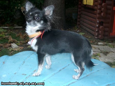 Chihuahua langhaariger Schlag Hunde Foto 7202 Chihuahua langhaariger Schlag Unsere Chihuahua Dame Tiffy