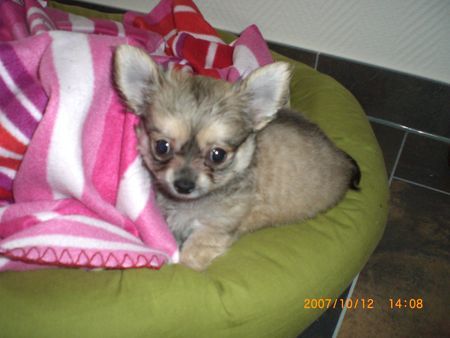 Chihuahua langhaariger Schlag Hunde Foto 40081 in höherer Auflösung ansehen Chihuahua langhaariger Schlag Unser Scooby