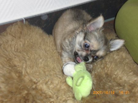 Chihuahua langhaariger Schlag Hunde Foto 40082 in höherer Auflösung ansehen Chihuahua langhaariger Schlag Scooby - der Zerstörer