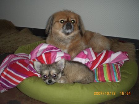 Chihuahua langhaariger Schlag Hunde Foto 40084 in höherer Auflösung ansehen Chihuahua langhaariger Schlag Scooby + Freundin Fine (Tibet Spaniel)