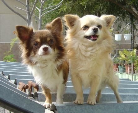 Chihuahua langhaariger Schlag Hunde Foto 35279 in höherer Auflösung ansehen Chihuahua langhaariger Schlag