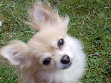 Chihuahua langhaariger Schlag Hunde Foto 32220 in höherer Auflösung ansehen Chihuahua langhaariger Schlag Zandy vom deutschen Eck