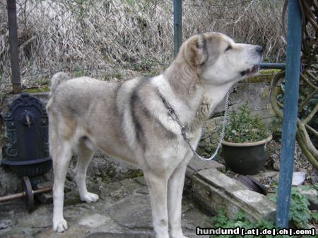 Chihuahua langhaariger Schlag Hunde Foto 20179 Chihuahua langhaariger Schlag Leo-Koenig des Hauses