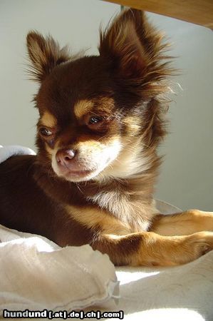 Chihuahua langhaariger Schlag Hunde Foto 10249 Chihuahua langhaariger Schlag Chihuahua Mädchen 8 mon.