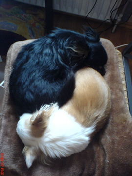 Chihuahua langhaariger Schlag Hunde Foto 38409 in höherer Auflösung ansehen Chihuahua langhaariger Schlag Yin und Yang- Nita und Cedric