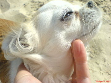 Chihuahua langhaariger Schlag Hunde Foto 38411 in höherer Auflösung ansehen Chihuahua langhaariger Schlag Nitchen am Strand