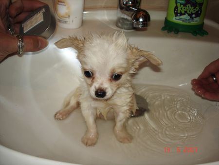 Chihuahua langhaariger Schlag Hunde Foto 38734 in höherer Auflösung ansehen Chihuahua langhaariger Schlag *brrr* Ist das kalt !