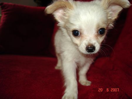 Chihuahua langhaariger Schlag Hunde Foto 38735 in höherer Auflösung ansehen Chihuahua langhaariger Schlag Jimmy =)