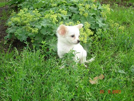 Chihuahua langhaariger Schlag Hunde Foto 38738 in höherer Auflösung ansehen Chihuahua langhaariger Schlag *photogen* =D
