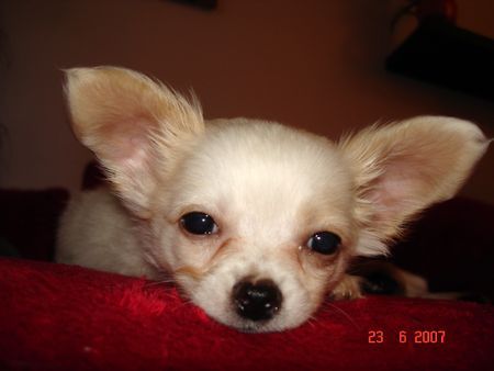 Chihuahua langhaariger Schlag Hunde Foto 38733 in höherer Auflösung ansehen Chihuahua langhaariger Schlag Fledermausohren =)