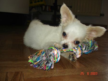 Chihuahua langhaariger Schlag Hunde Foto 38739 in höherer Auflösung ansehen Chihuahua langhaariger Schlag MEIN Knochen !