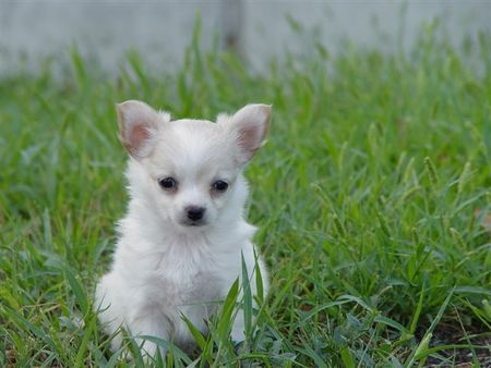 Chihuahua langhaariger Schlag Hunde Foto 39237 in höherer Auflösung ansehen Chihuahua langhaariger Schlag gigi