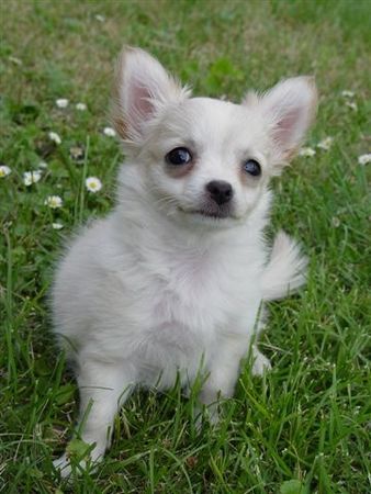 Chihuahua langhaariger Schlag Hunde Foto 39424 in höherer Auflösung ansehen Chihuahua langhaariger Schlag gigi