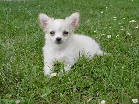 Chihuahua langhaariger Schlag Hunde Foto 39422 in höherer Auflösung ansehen Chihuahua langhaariger Schlag gigi