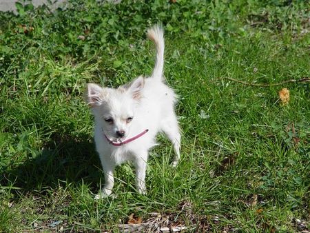 Chihuahua langhaariger Schlag Hunde Foto 40332 in höherer Auflösung ansehen Chihuahua langhaariger Schlag gigi mit 5 monaten