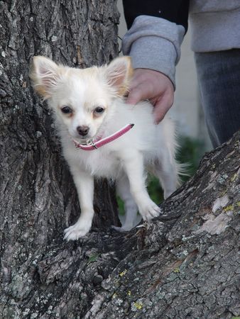 Chihuahua langhaariger Schlag Hunde Foto 40333 in höherer Auflösung ansehen Chihuahua langhaariger Schlag gigi mit 5 monaten