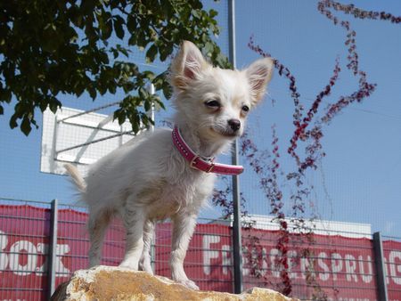 Chihuahua langhaariger Schlag Hunde Foto 40334 in höherer Auflösung ansehen Chihuahua langhaariger Schlag gigi mit 5 monaten