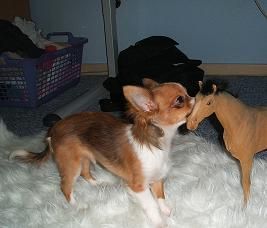 Chihuahua langhaariger Schlag Hunde Foto 28618 in höherer Auflösung ansehen Chihuahua langhaariger Schlag Langhaarrüde Gizmo