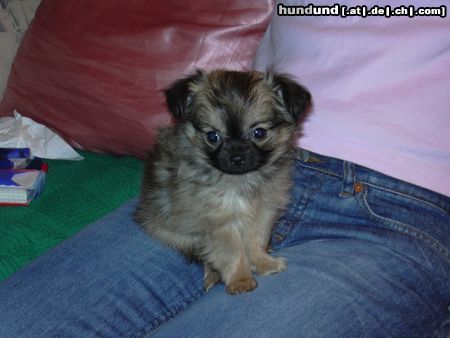 Chihuahua langhaariger Schlag Hunde Foto 20186 in höherer Auflösung ansehen Chihuahua langhaariger Schlag Unser Charly am 1.1.04 (ca. 11 Wochen)