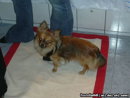 Chihuahua langhaariger Schlag Hunde Foto 20189 in höherer Auflösung ansehen Chihuahua langhaariger Schlag Unser Charly am 02.01.2005