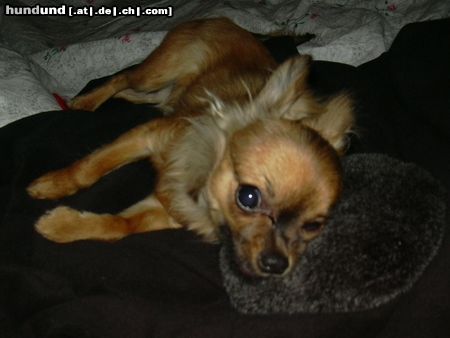 Chihuahua langhaariger Schlag Hunde Foto 20188 in höherer Auflösung ansehen Chihuahua langhaariger Schlag Unser Charly knuddelt mit seinem kissen