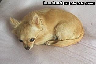 Chihuahua langhaariger Schlag Hunde Foto 13259 Chihuahua langhaariger Schlag Schlafen ist gesund