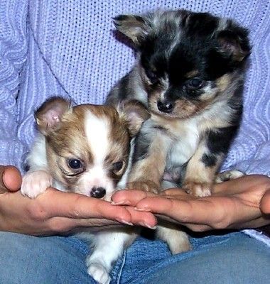 Chihuahua langhaariger Schlag Hunde Foto 28294 in höherer Auflösung ansehen Chihuahua langhaariger Schlag Welpen Tel.03601440879