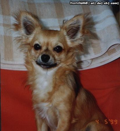 Chihuahua langhaariger Schlag Hunde Foto 4770 Chihuahua langhaariger Schlag Mein bester Freund