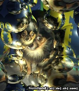 Chihuahua langhaariger Schlag Hunde Foto 13261 Chihuahua langhaariger Schlag Hallo................