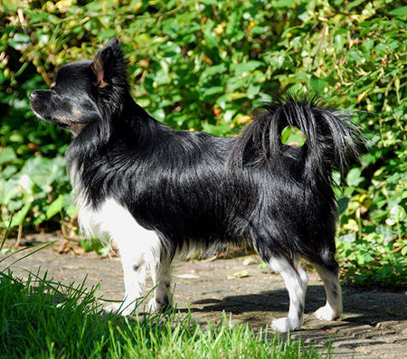 Chihuahua langhaariger Schlag Hunde Foto 39789 Chihuahua langhaariger Schlag Cheeto