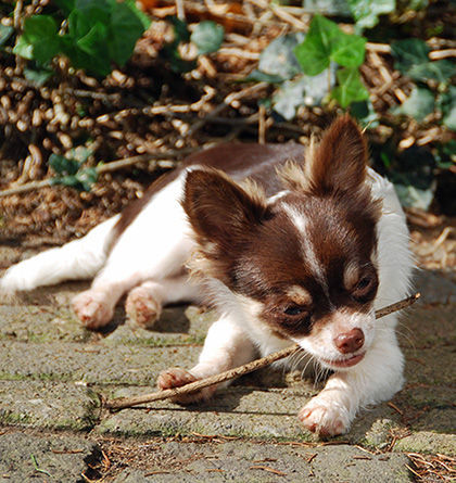 Chihuahua langhaariger Schlag Hunde Foto 39790 Chihuahua langhaariger Schlag Swenky