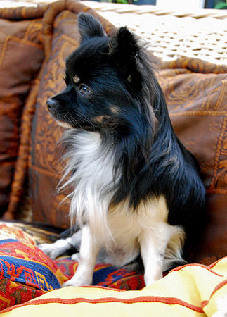 Chihuahua langhaariger Schlag Hunde Foto 39788 Chihuahua langhaariger Schlag Cheeto