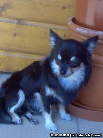 Chihuahua langhaariger Schlag Hunde Foto 21018 in höherer Auflösung ansehen Chihuahua langhaariger Schlag Poquito
